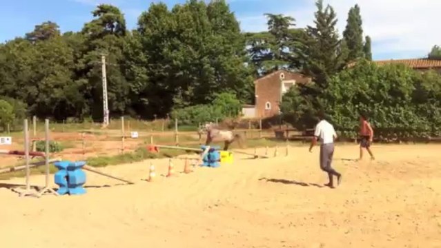 Killer poney Connemara de 4 ans