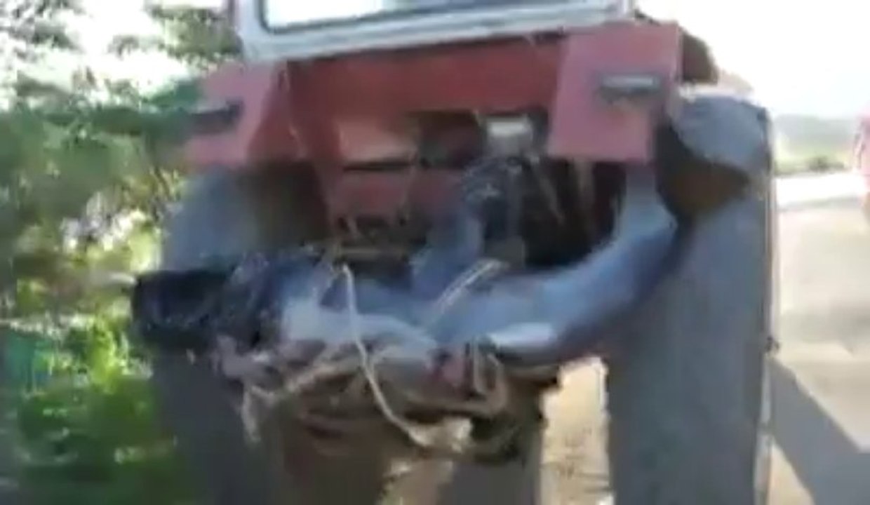 Дельфина увозят на тракторе с пляжа на свалку