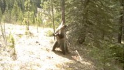 Ever Wonder What Bears Do When No One Is Watching