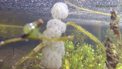 Clumps of Asian Skunk Cabbage in Hoshioki green tract of land, Hokkaido, Japan