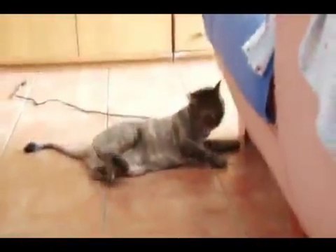 Animaux drogués qui reviennent du vétérinaire