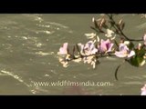 Delicate Kachnar flowers along the Ganga