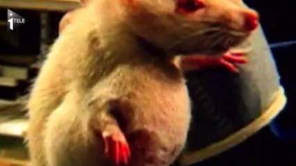 OGM : l'autorisation du maïs Monsanto suscite l'inquiétude