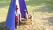 Be Aware Dope @ training with 11 months