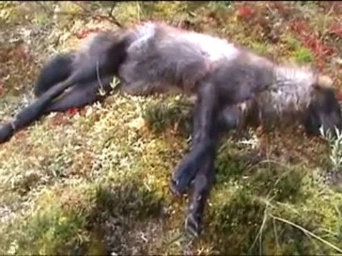Bear Hunting Alaska | Alaska Big Game Hunting with Deltana Outfitters