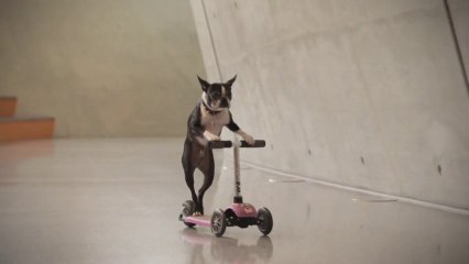 Skating Dogs visiting the Mercedes-Benz Museum
