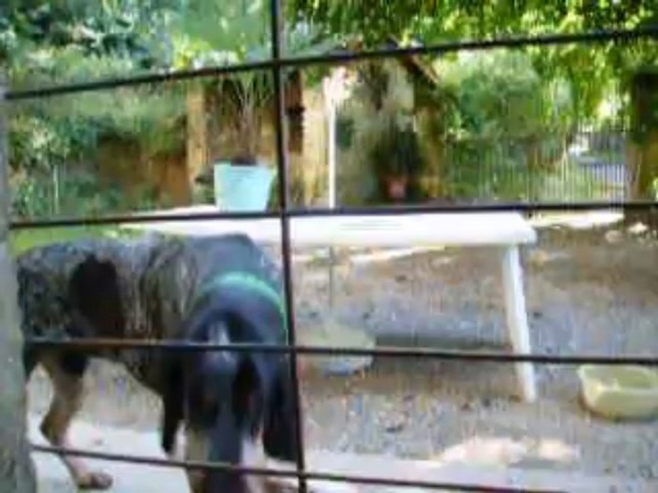 hugo mon jeune grand bleu de gascogne