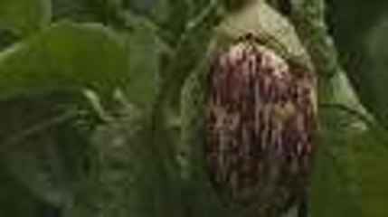 How to Harvest Eggplants