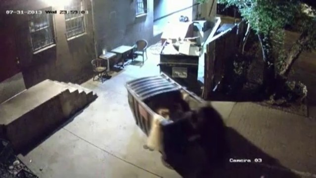 Un ours affamé vole la poubelle d'un restaurant