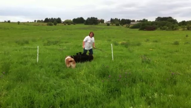 Gust entrainement troupeau 4ème contact avec les moutons 30-07-2013