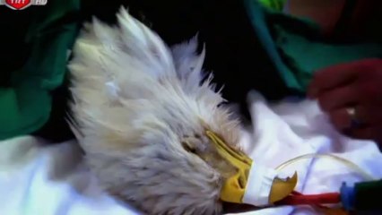 Vahşi Yaşam İçin Umut