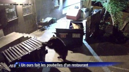 Etats-Unis: un ours cambrioleur... et gourmand