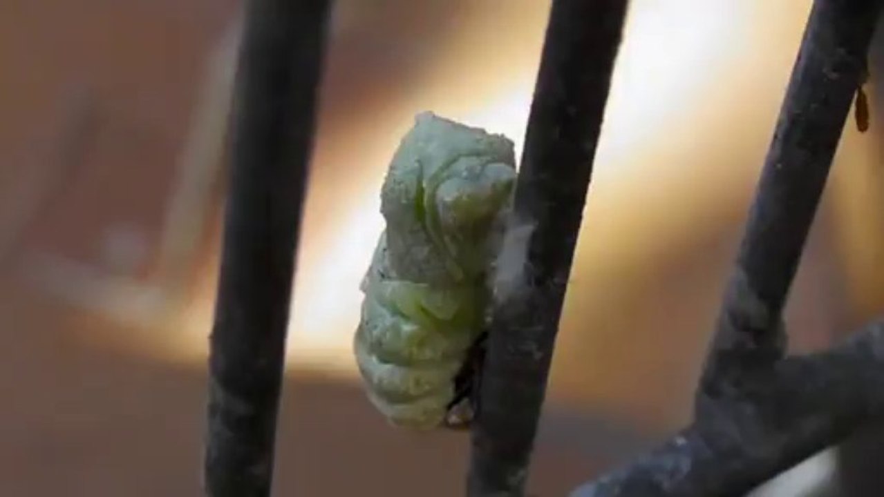 La chenille Machaon devient chrysalide