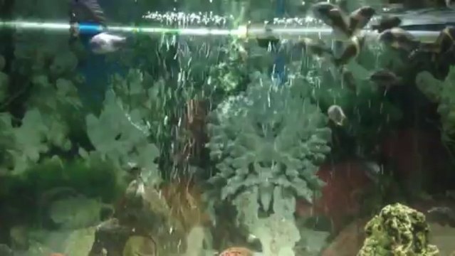 Yüksel Küçükkayar Duboisi Maswa ( N. Aydoğan kolonisi yavruları)