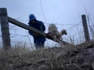 Un Coyote coincé dans des barbelés - sauvé par un homme!