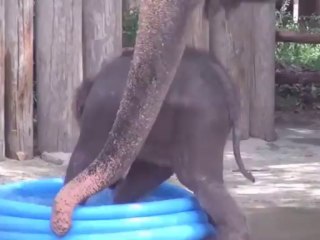 Elefante se refresca es una piscina para combatir el calor