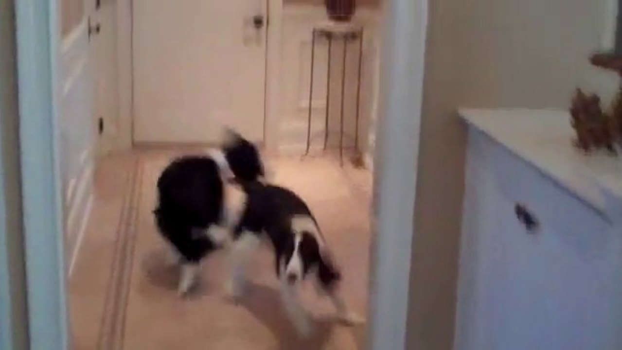 2 chiens dansent quand ils entendent la "chanson du dîner"