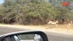 2013-07-17-Cheetah Chases Impala Antelope Into Tourist's Car on Safari