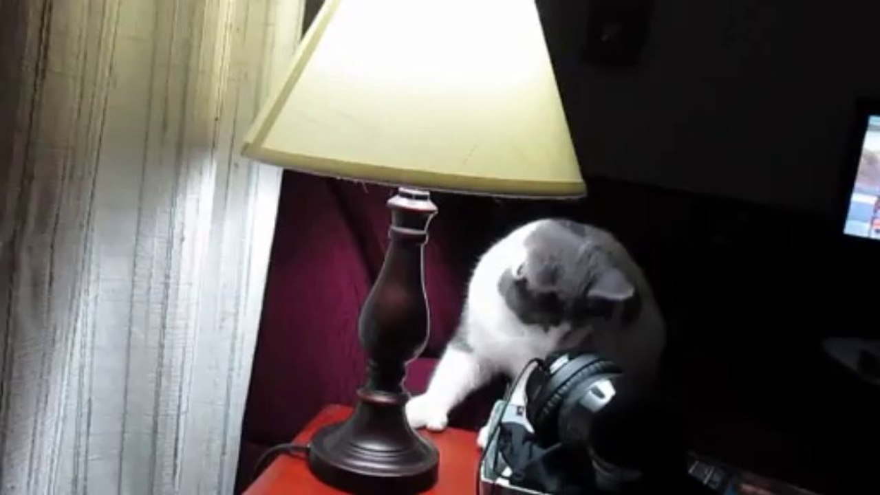 Paws and the Moth