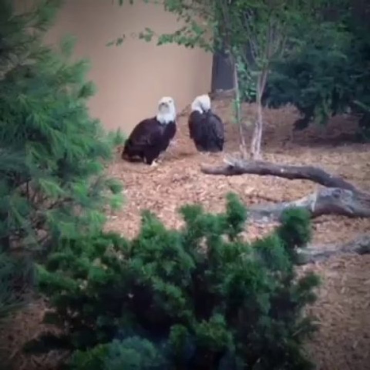 National Aviary