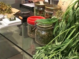 DROGA: ARRESTATO UN "COLTIVATORE" DIRETTO MATERA 1° Agosto 2013