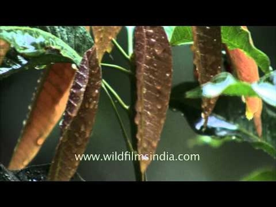 Mango leaves get wet in rain
