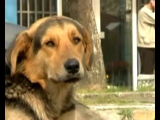 FAZLA'dan Çok Amaçlı Hayvan Barınağı Projesi