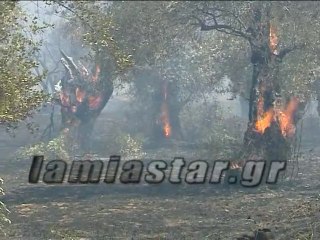 Φωτιά στον παραδοσιακό ελαιώνα της Άμφισσας