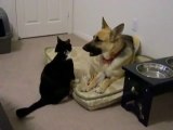 Phillip R Wasserman - Crazy Cat Attacks Dog!