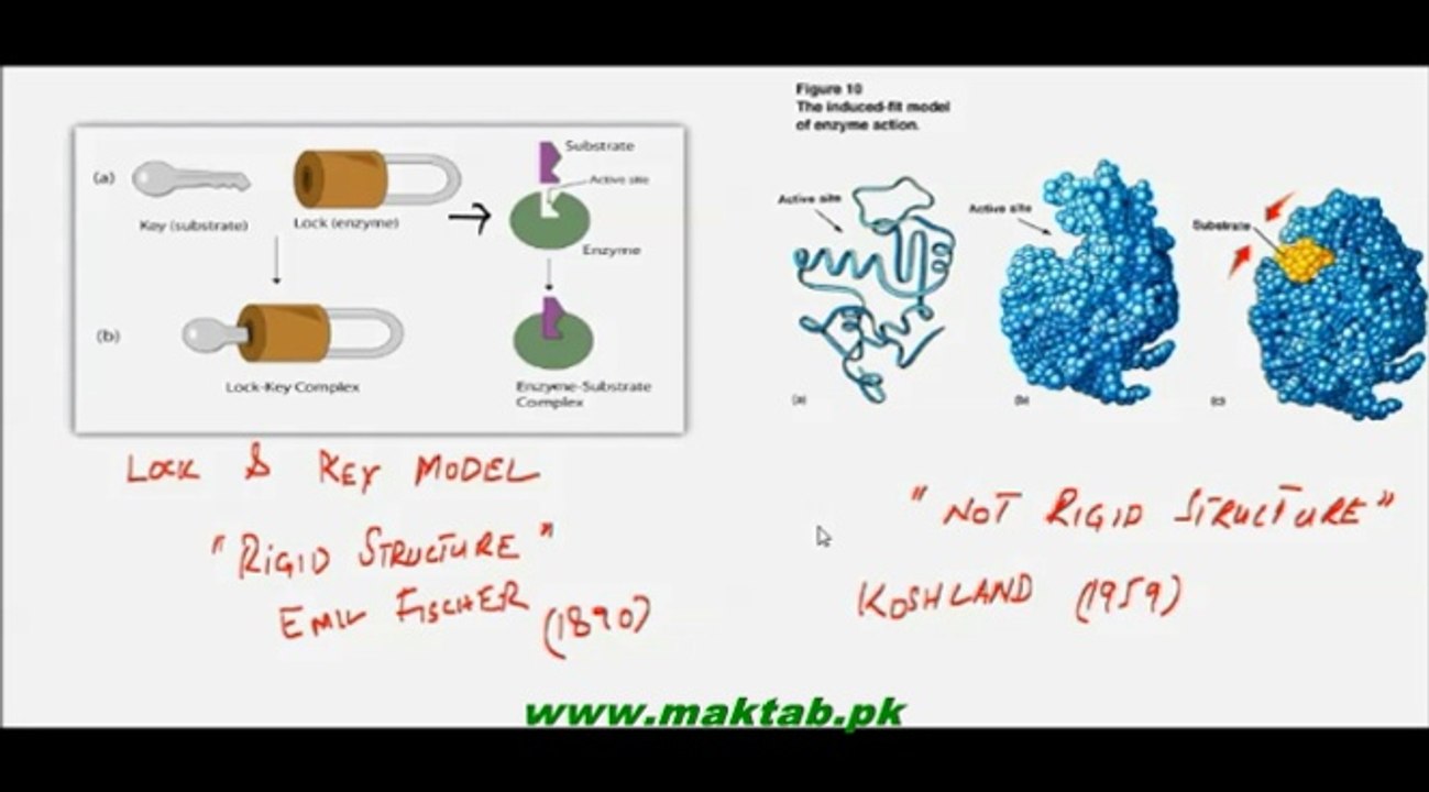 FSc Biology Book1, CH 3, LEC 1, Enzymes introduction, structure and function.