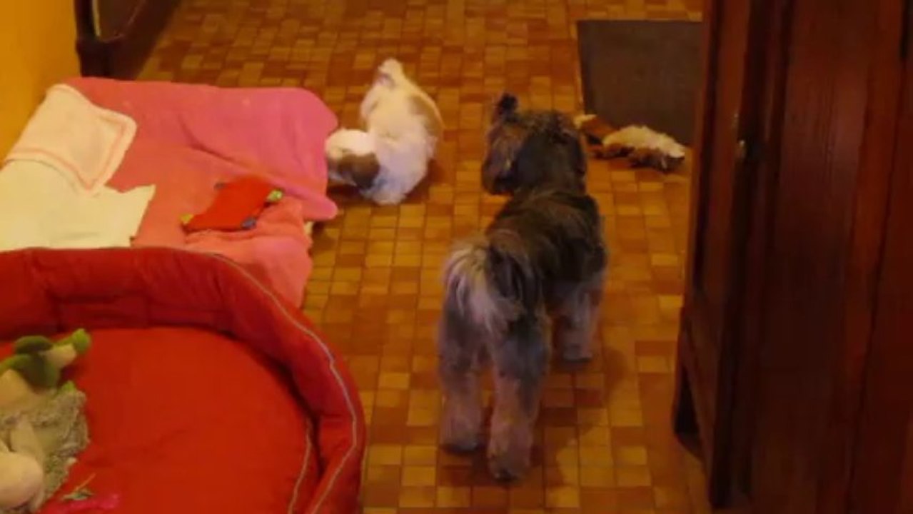 shih tzu et jeu