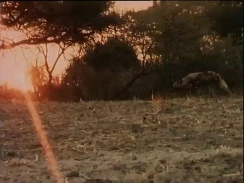 Okavango, entre Chiens et Loups