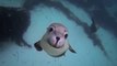 GoPro Diving with Ocean Hounds!! How cute are these sea lions!!