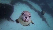 GoPro Diving with Ocean Hounds!! How cute are these sea lions!!