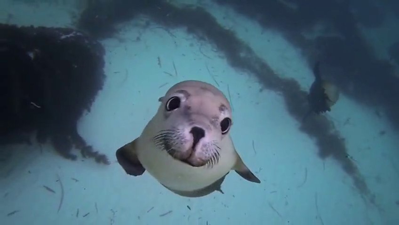 GoPro Diving with Ocean Hounds!! How cute are these sea lions!!
