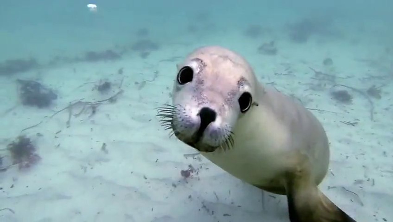 Les otaries les plus mignonnes filmées à la GoPro 3 en Australie !!