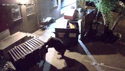 Cute Bear stealing trash container by night...