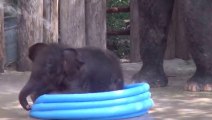 Baby elephant playing in a pool. So So CUTE