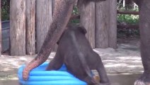 Un Bébé éléphant joue dans une piscine gonflable - Trop mignon
