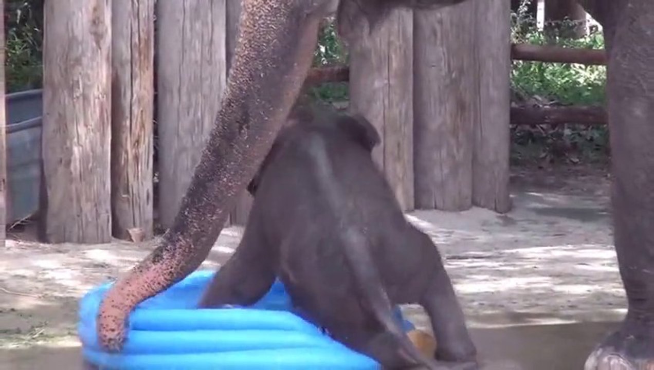 Un Bébé éléphant joue dans une piscine gonflable - Trop mignon