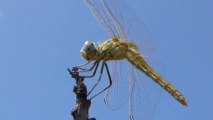 Libellules Sympetrum ailes au vent