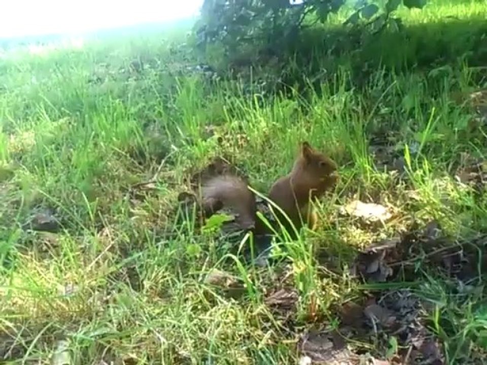 Squirrel