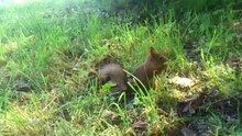 Squirrel