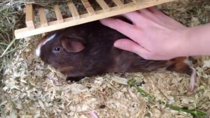 Eliott fait la carpette