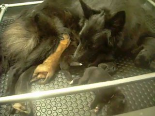 4 août 2013 : chiots Etna, 4 jours