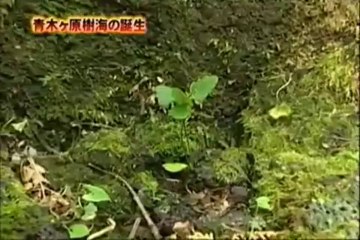 青木ヶ原樹海 １／５