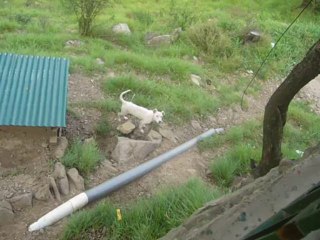 AZAD KASHMIR GENUS DOG IN DHIRKOT