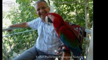 Vedat Palta'nın Papağanı Natali'nin Fotoğraf Slaytları :Çağlarca-ANTALYA