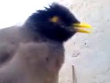 Un oiseau pleure comme un bébé