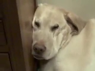 Compilation of animals returning from the vet and still under the effect of the anesthetic.